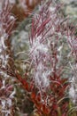 Autumn type of plant Ivan tea narrow-leaved fireweed, Epilobium angustifolium with seeds.